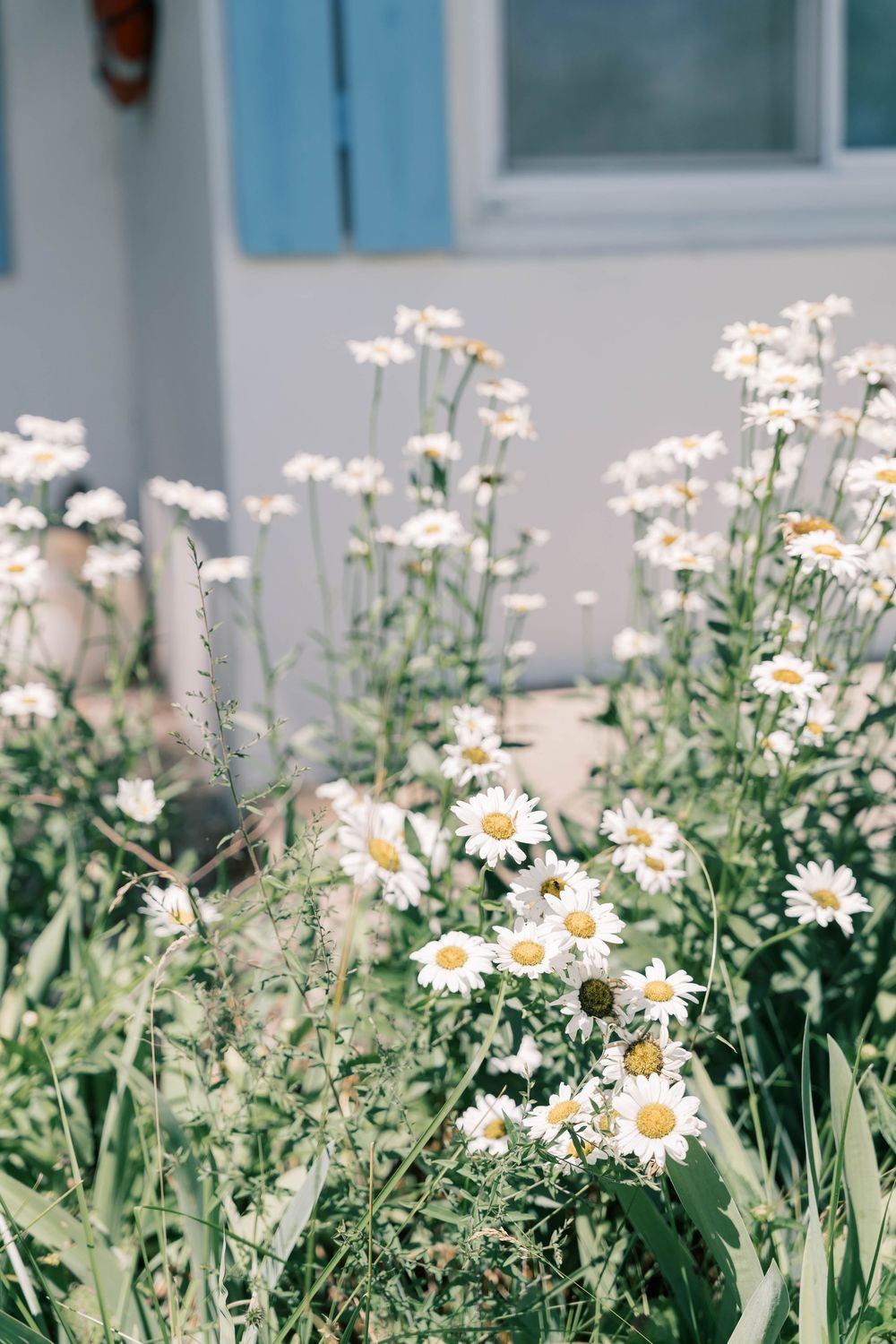 White daisies blooming in a garden against a light blue wall.