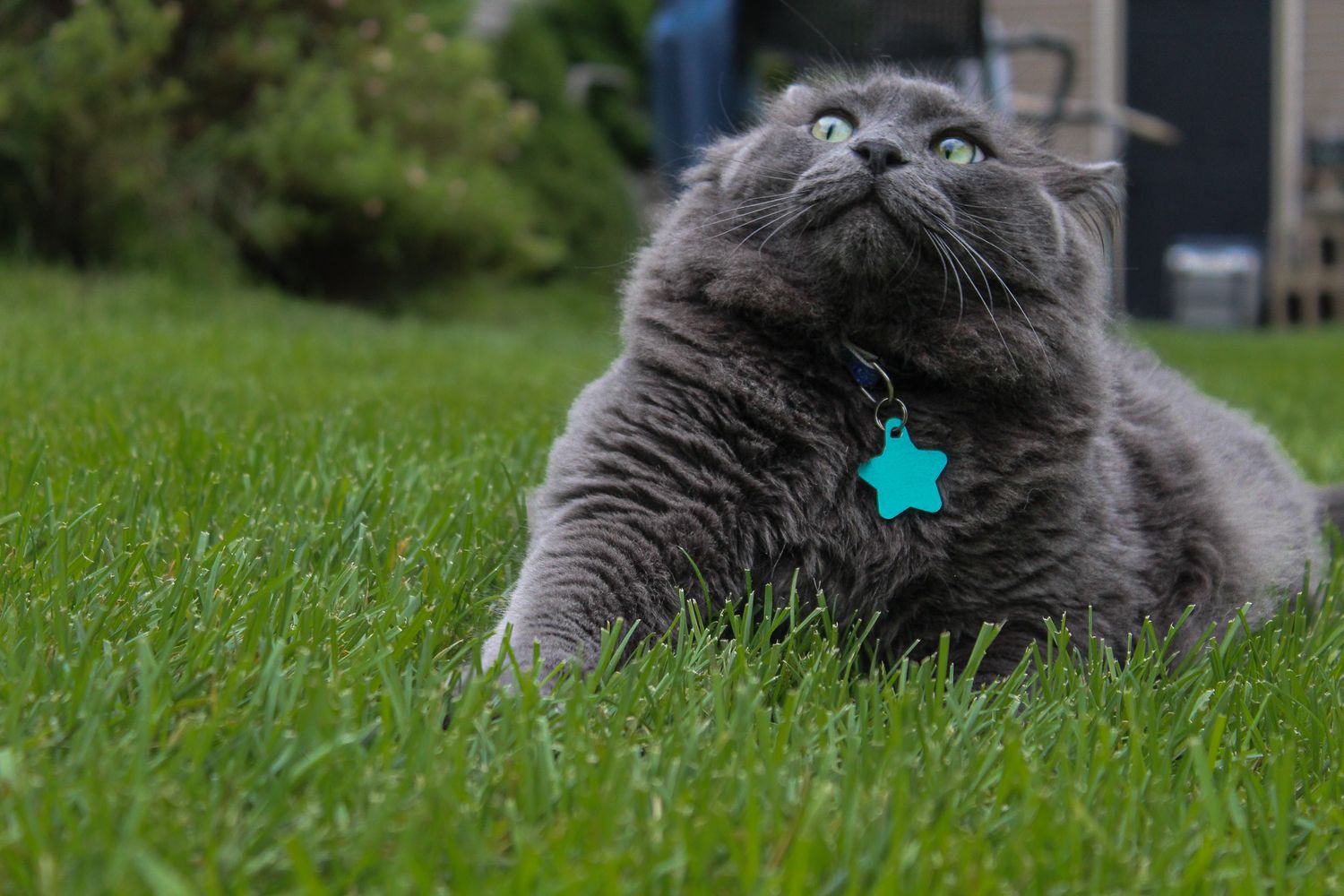 Fluffy gray Scottish Fold cat with green eyes lying on grass wearing a teal star tag collar.