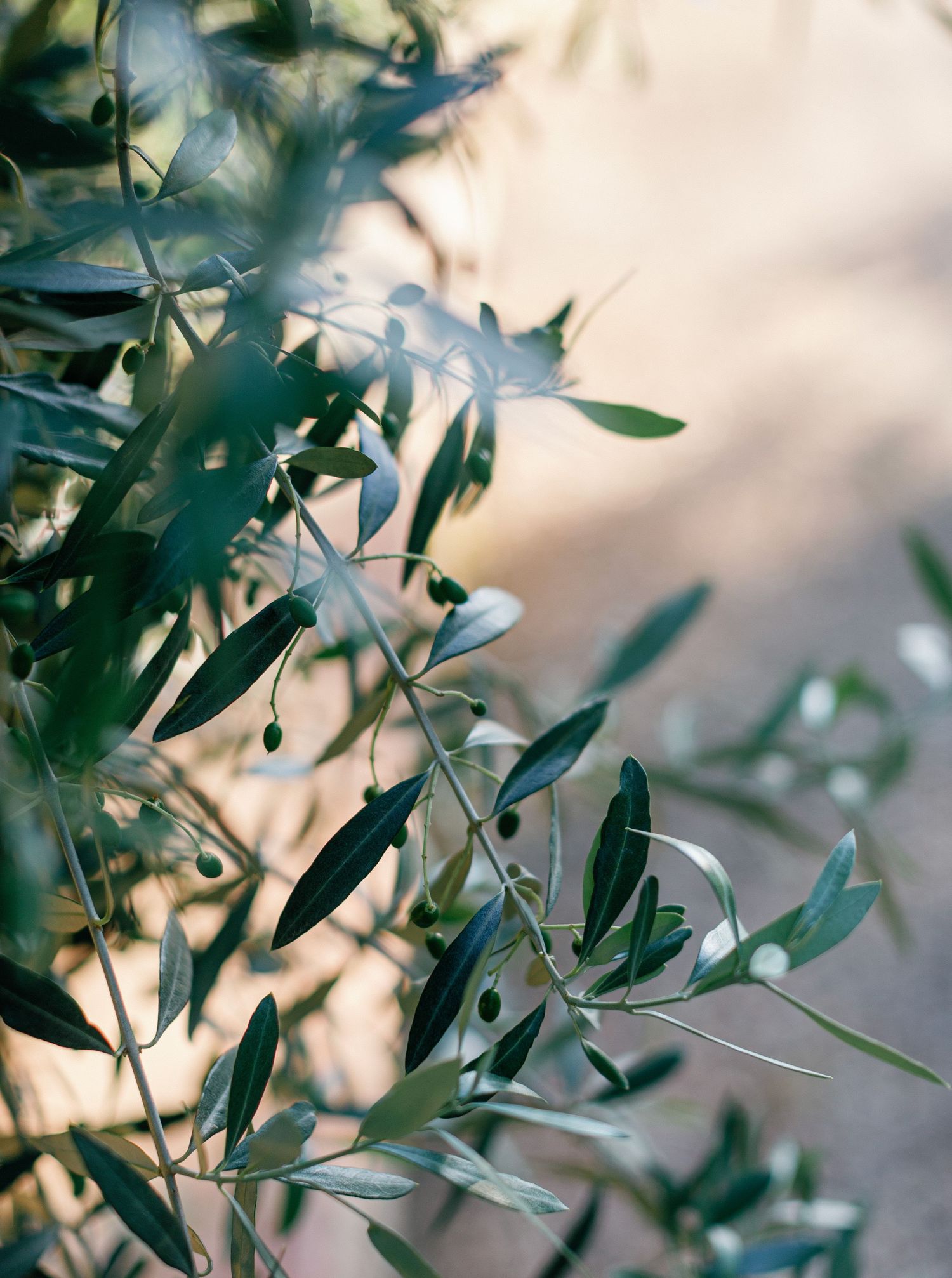 Olive tree branches with green leaves rustling in soft sunlight creating a tranquil natural pattern.