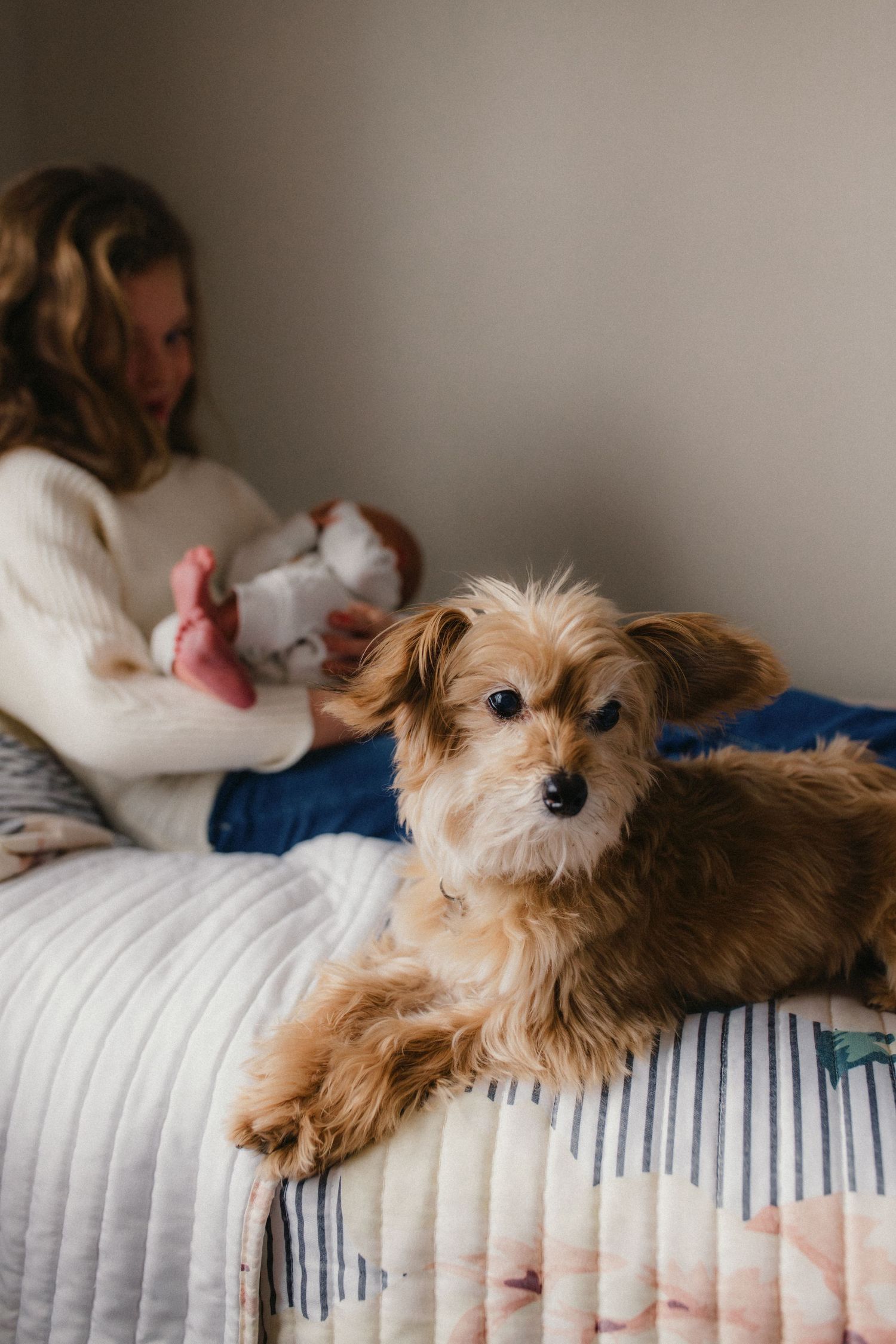 A small brown terrier mix dog lounges on a striped bedspread while others rest in the background.