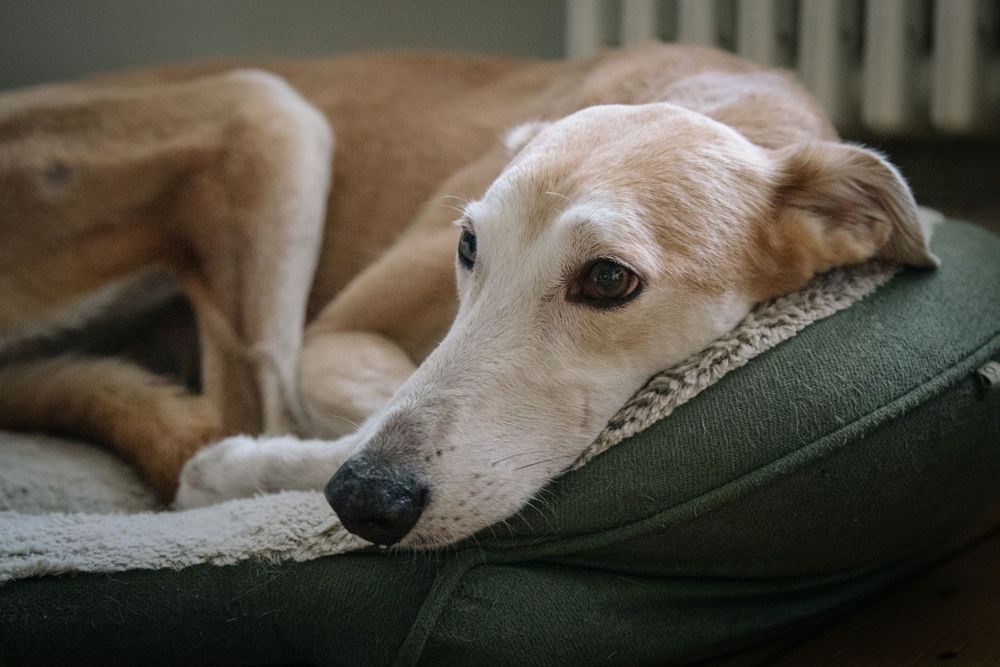 A tan and white whippet dog rests its head on a green cushion with a relaxed, sleepy expression.