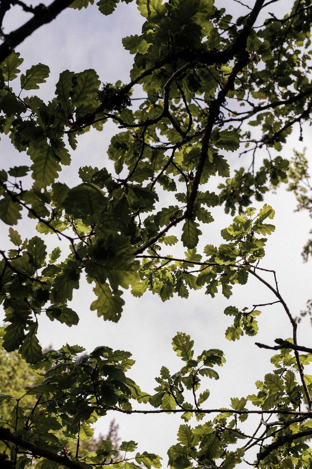 Looking up at oak tree branches with bright green leaves against an overcast sky.