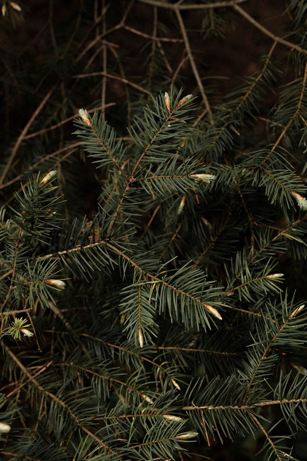 Dark evergreen pine branches with new growth buds in moody lighting.