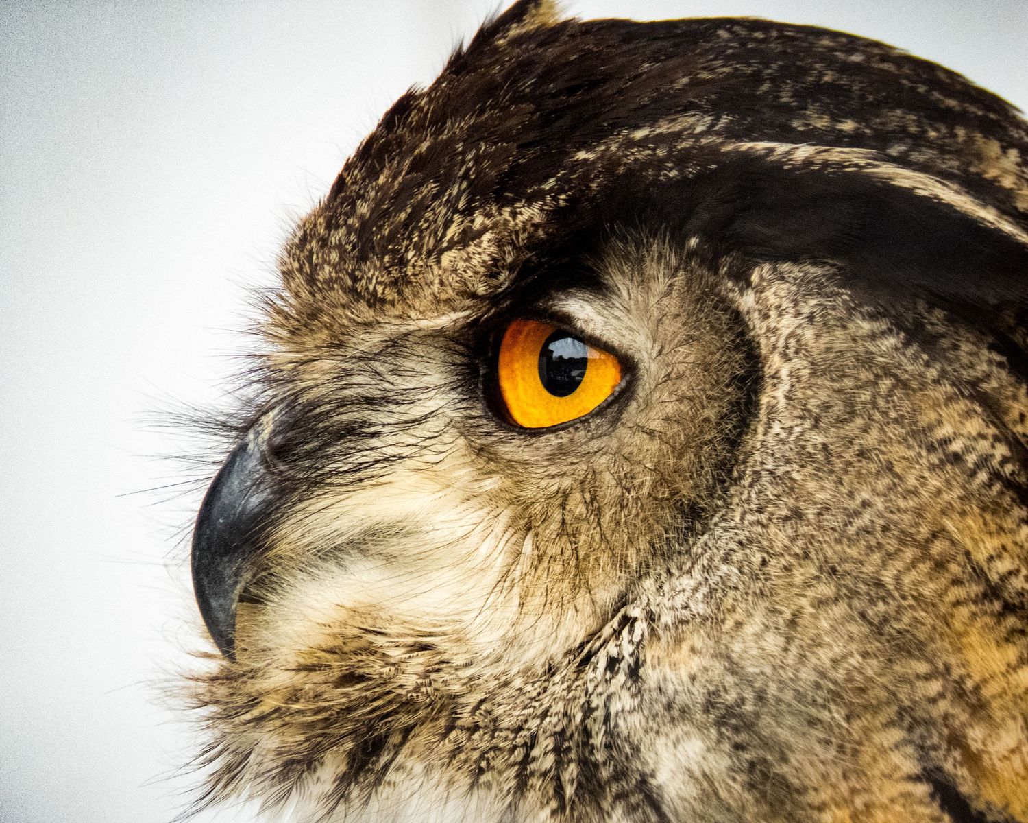 Close-up of an eagle owl's face showing its striking amber eye and detailed feather patterns.