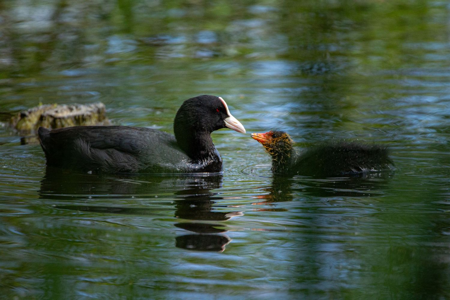 mother and baby coot
