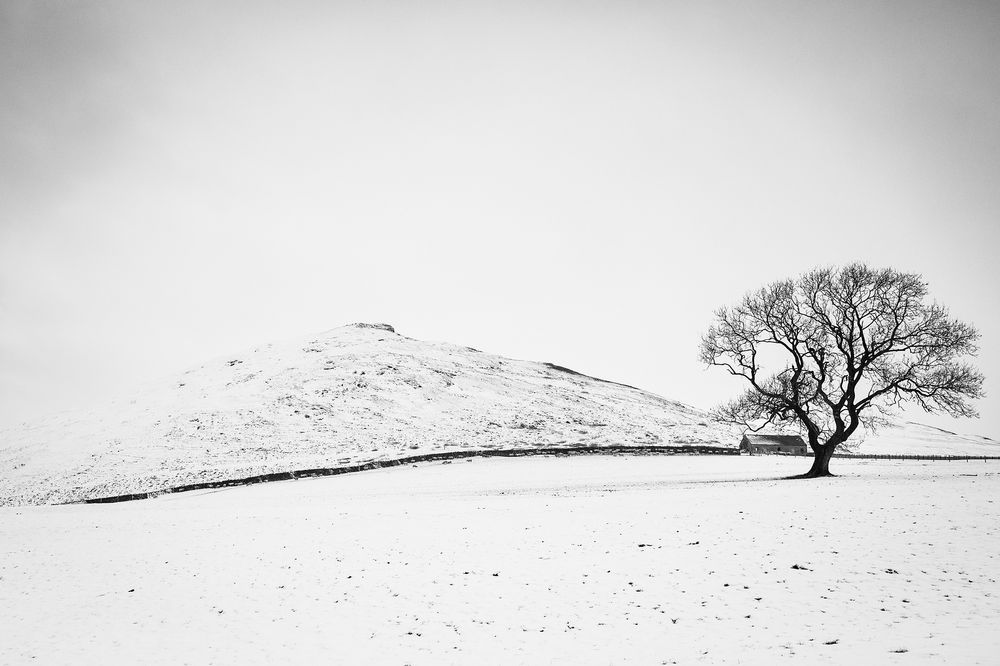 A solitary tree stands on a snow-covered hillside in black and white, creating a minimalist winter landscape.