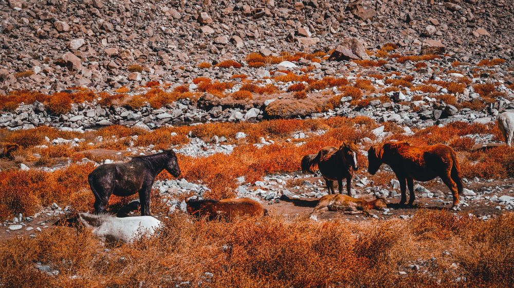 Wide panorama of wild horses grazing on rocky red terrain.