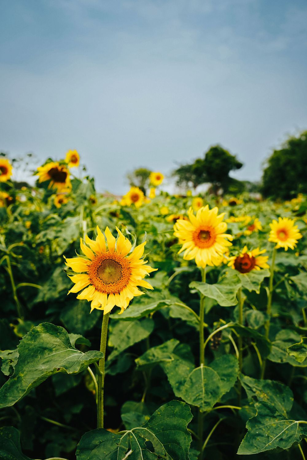 Close-up of bright yellow sunflower in a field with more sunflowers in the background.
