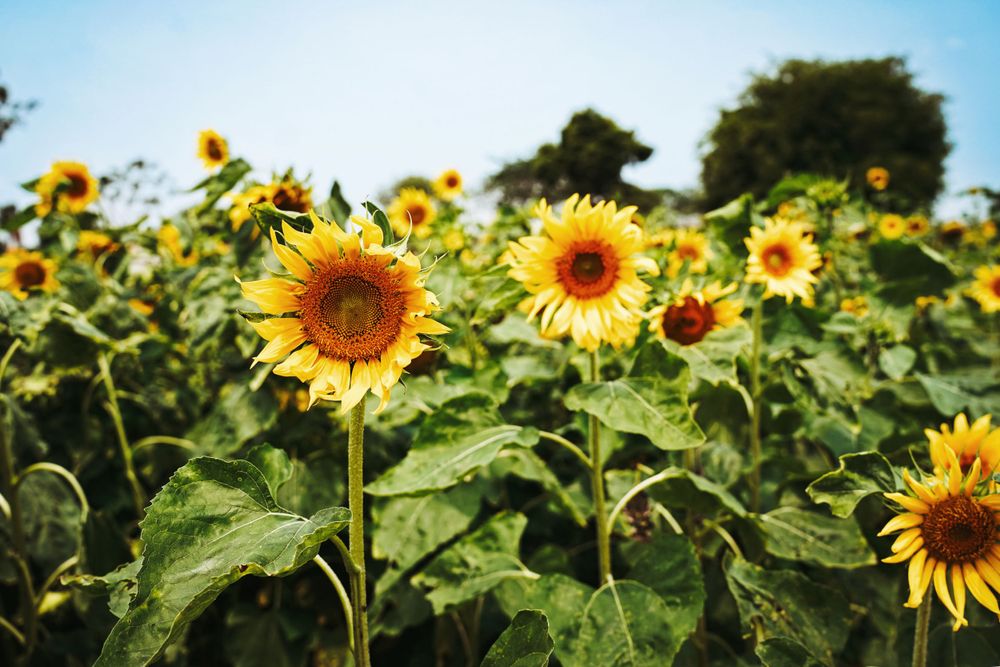 Vibrant sunflowers in full bloom against blue sky in a summer field.