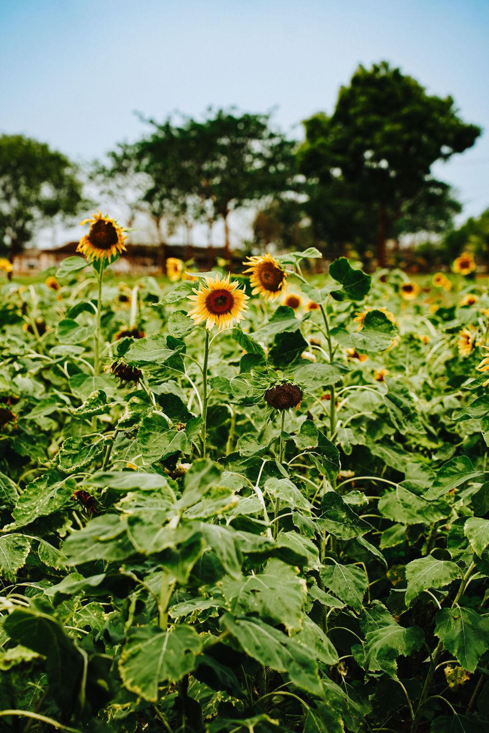Sunflower field with tall green stalks and bright yellow blooms stretching to the horizon.
