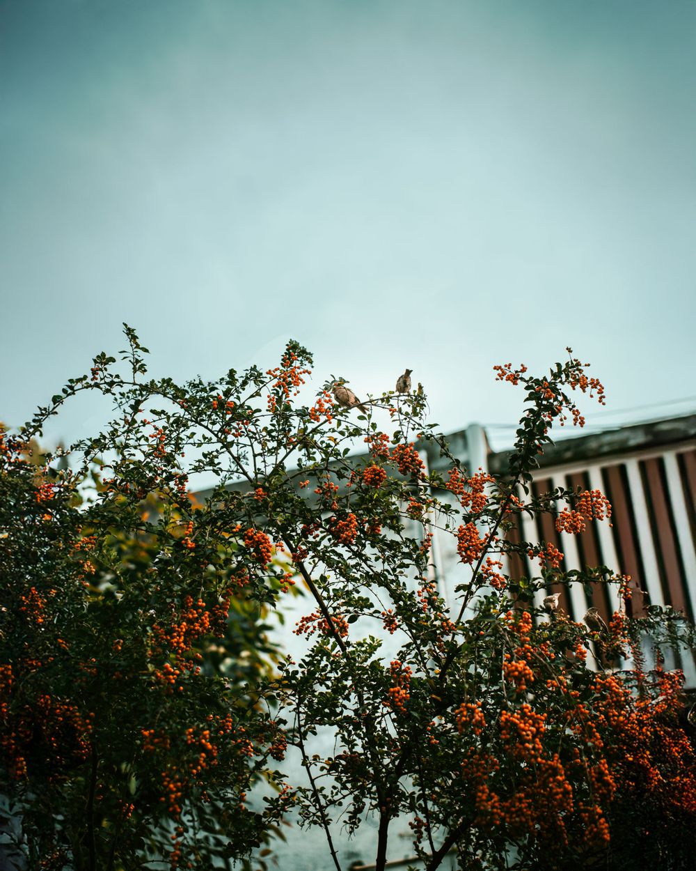 Orange berries and flowers growing on branches against a teal sky with urban architecture.
