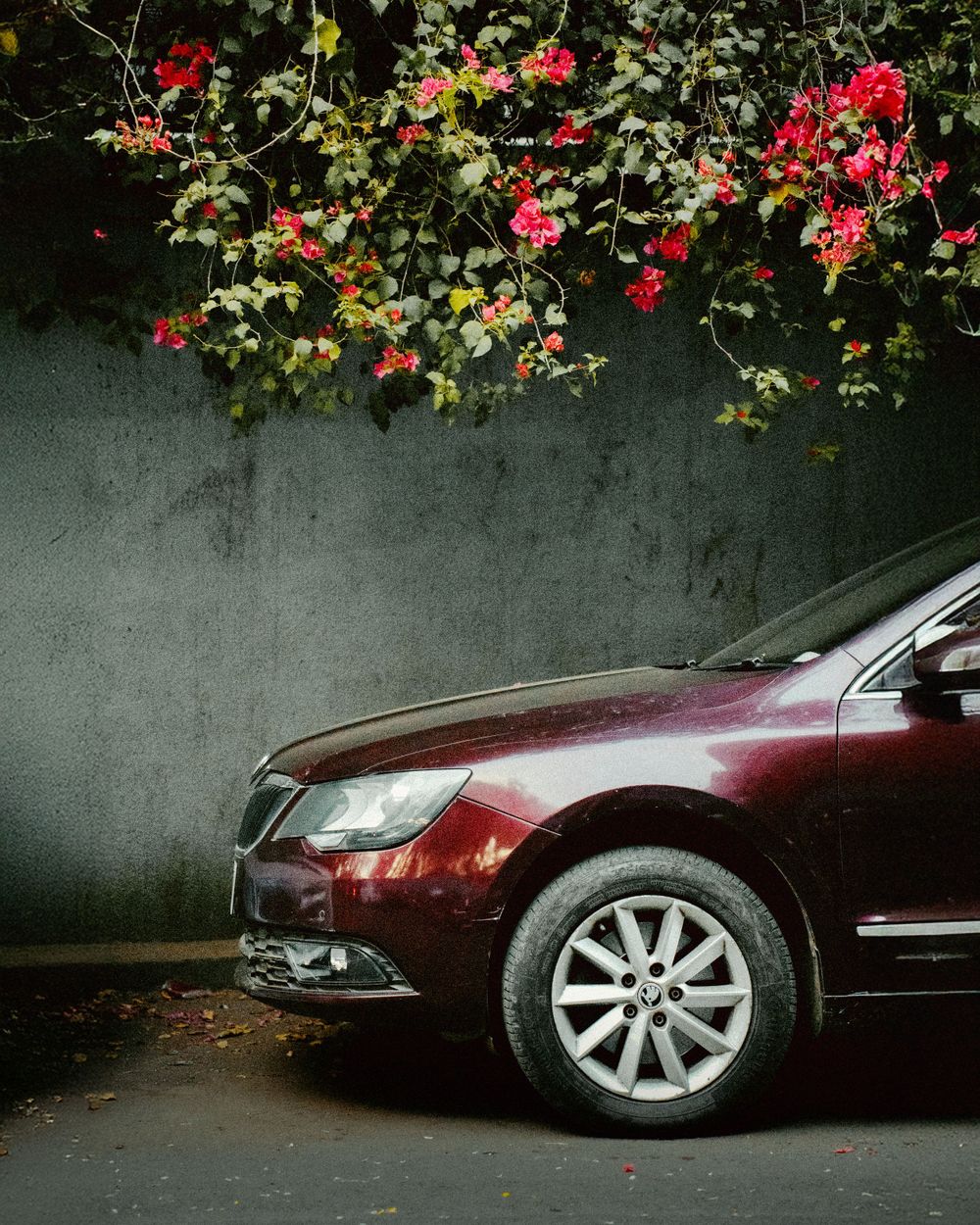 Maroon luxury car parked against grey wall with flowering red bushes overhead.