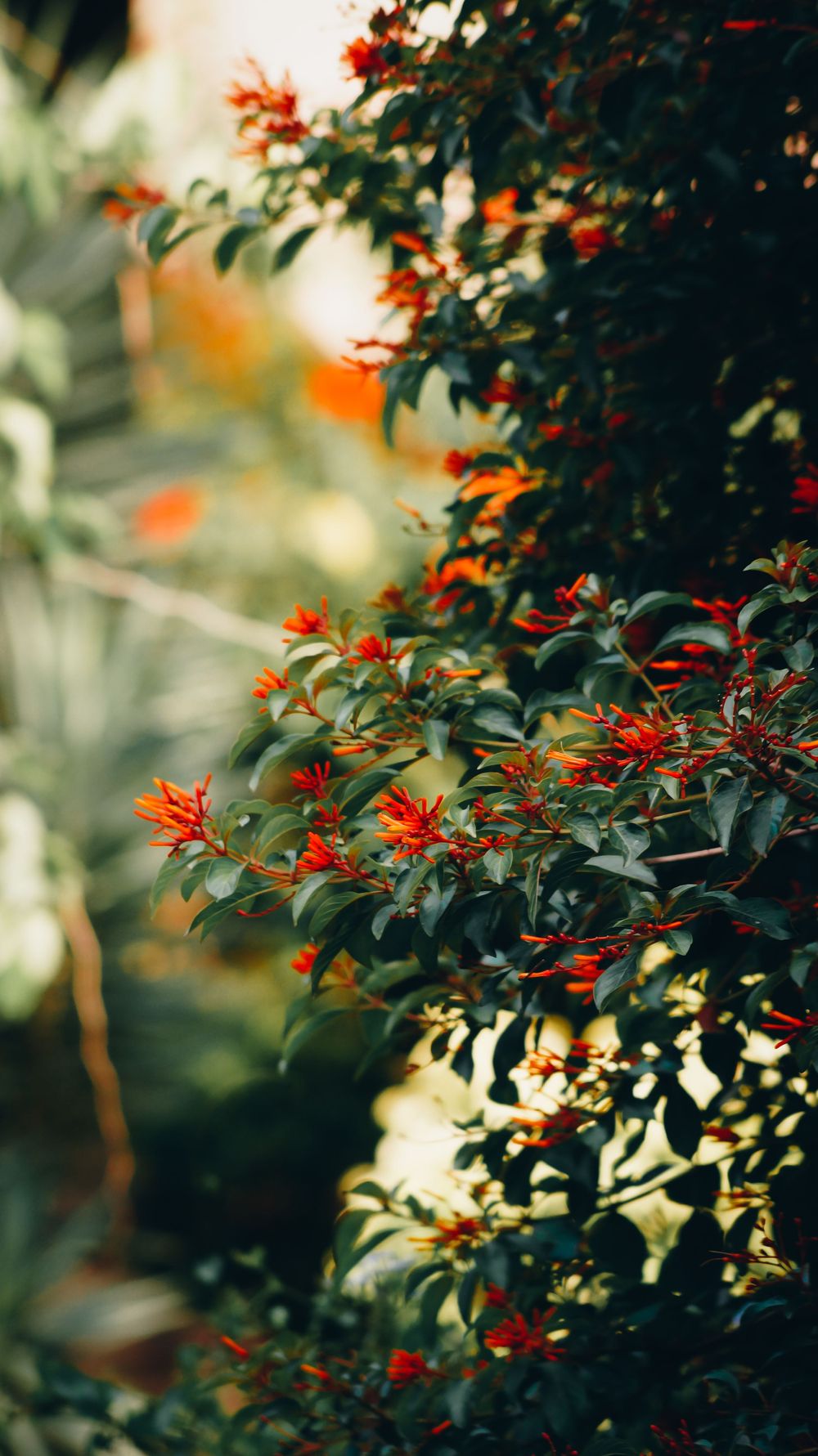 Orange flowers bloom on green branches with a soft bokeh background in a dreamy garden setting.