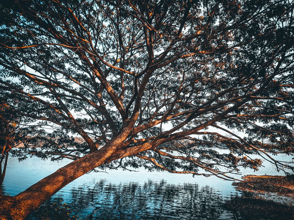 Large tree spreads its branches over a serene lake during golden hour.