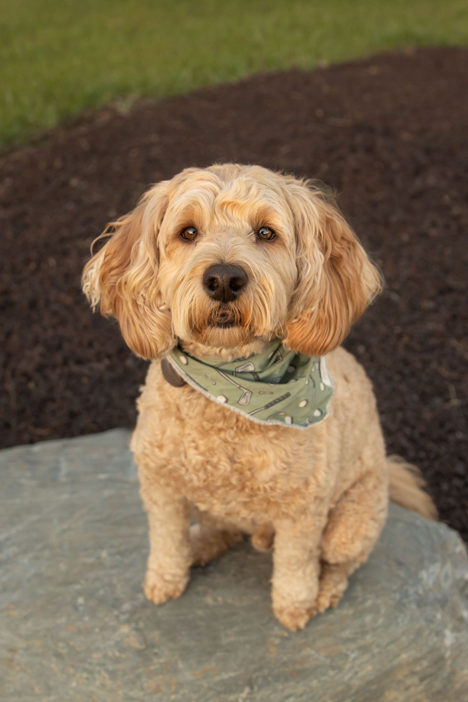 A goldendoodle wearing a green bandana sits on a rock with a curious expression.