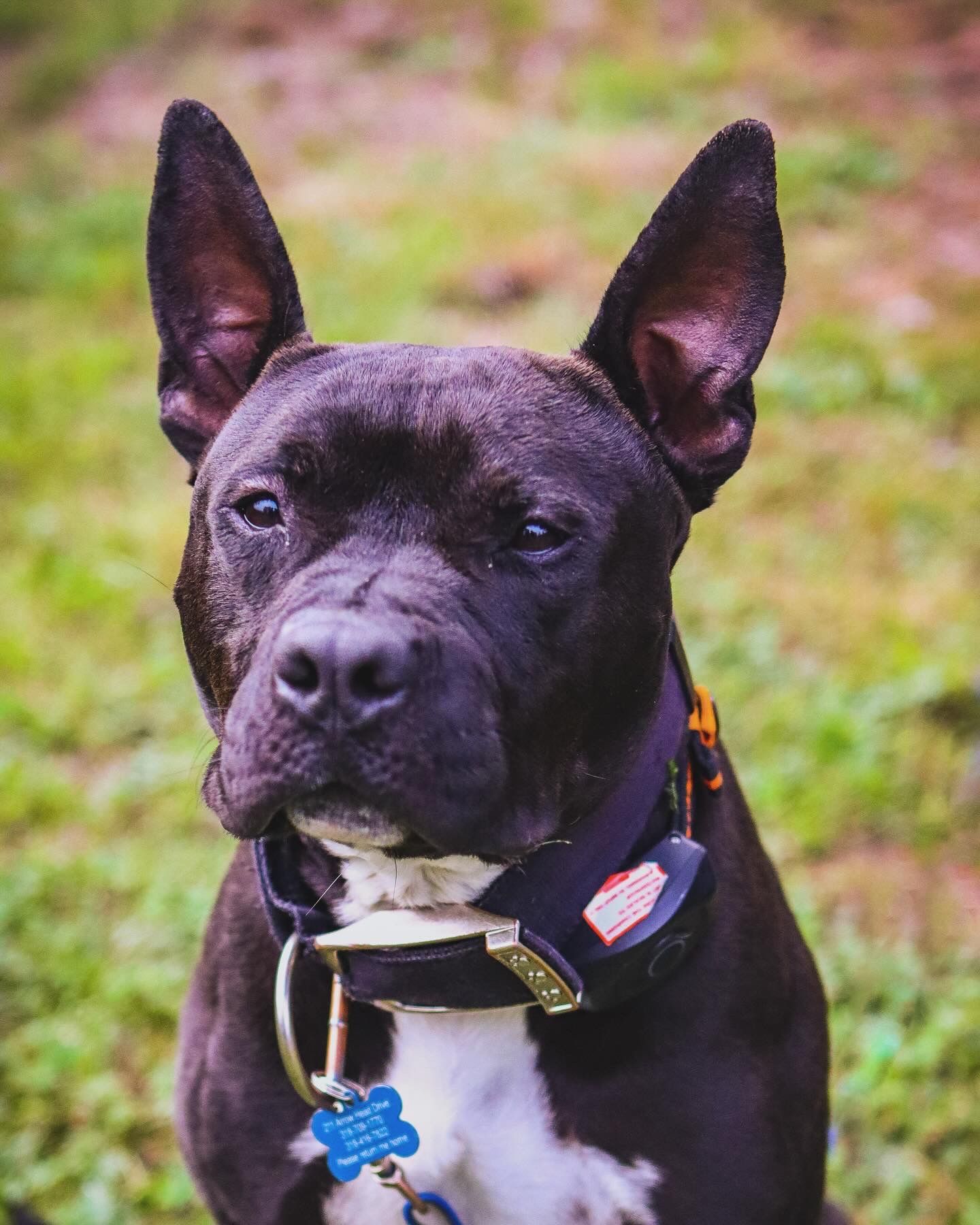 Close-up portrait of an attentive black pit bull mix dog with pointed ears wearing a collar and tag outdoors.