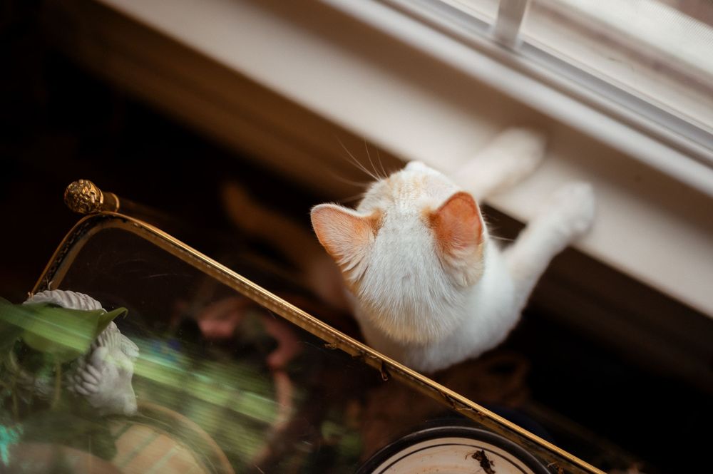 White cat looking up towards window from below, with a gentle focus on its head and warm lighting.