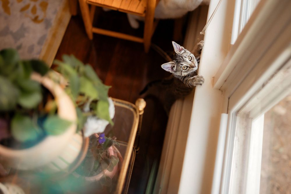 A small gray tabby cat sits perched curiously by a sunny window next to a potted plant.