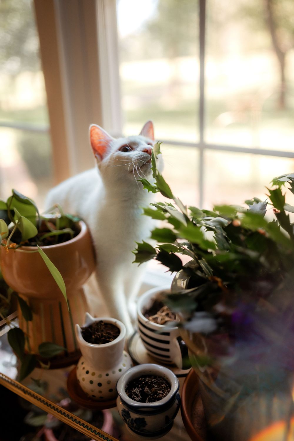 A white cat sits among houseplants on a windowsill, looking up at the natural light filtering through the window.