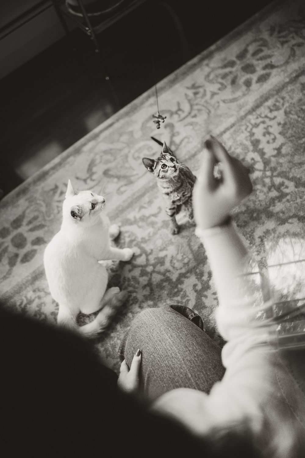 Black and white photo of a white cat playing with a dangling toy on a patterned carpet.