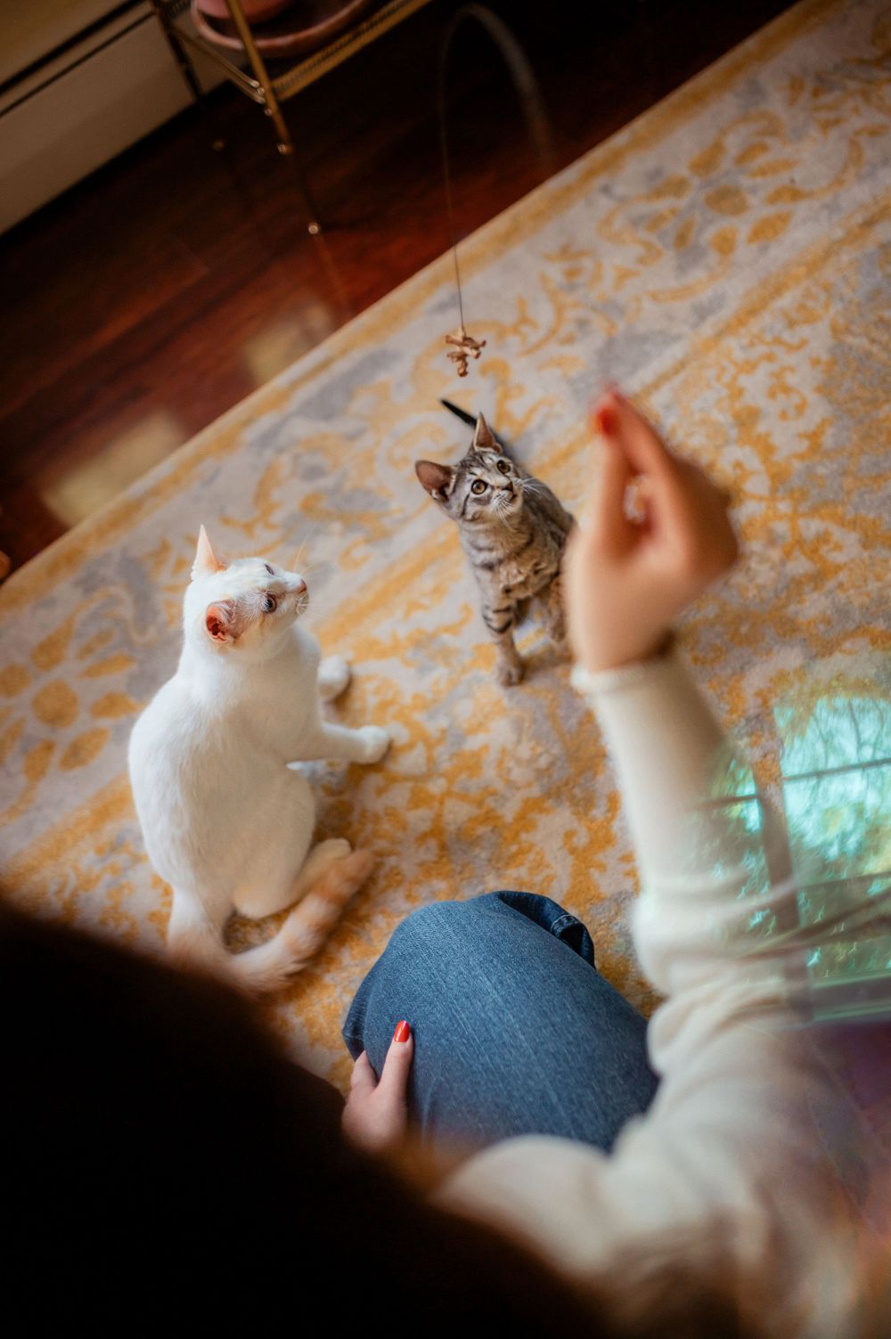 Two cats play together with a toy wand on a patterned rug while someone dangles it from above.