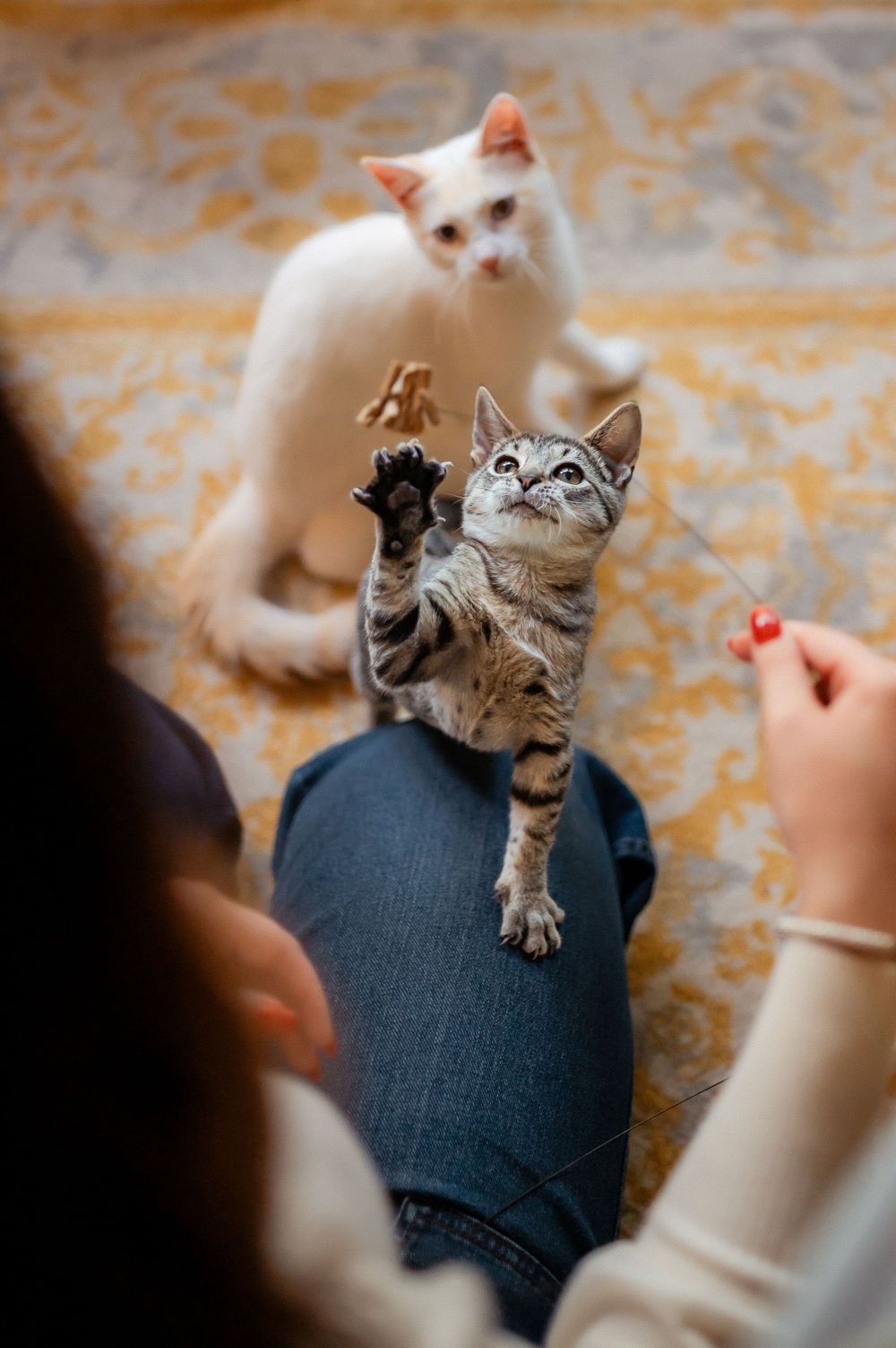Two playful cats, one white and one tabby, reaching up for treats while sitting on a patterned carpet.