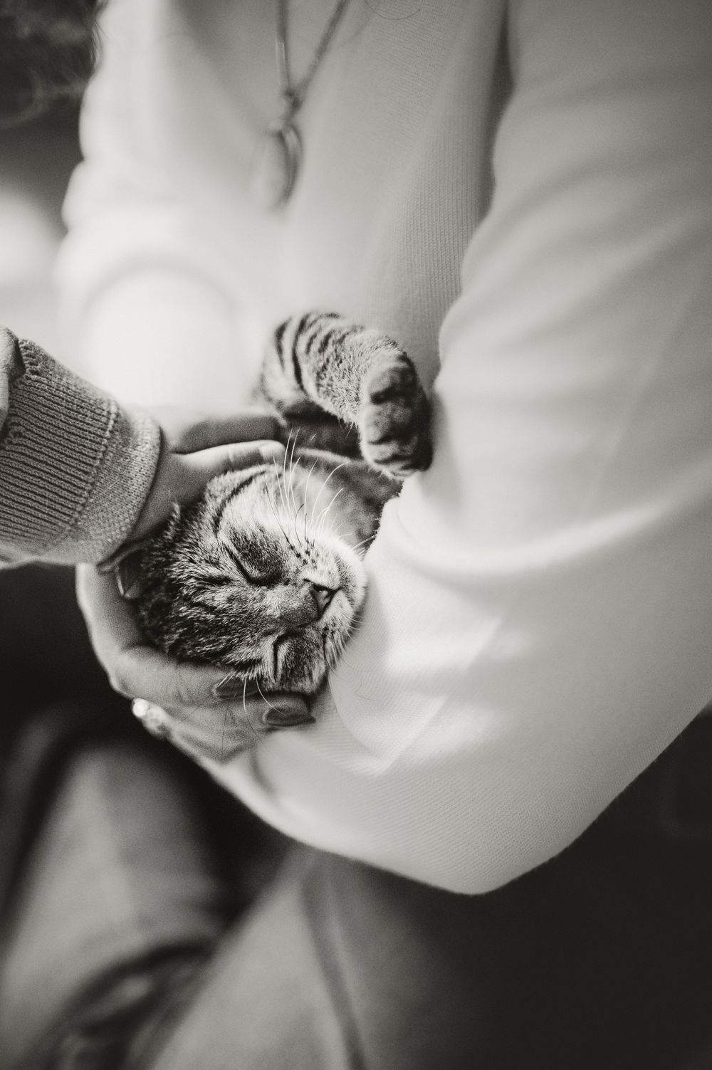 A cat receives gentle pets while resting on a white surface, captured in black and white photography.