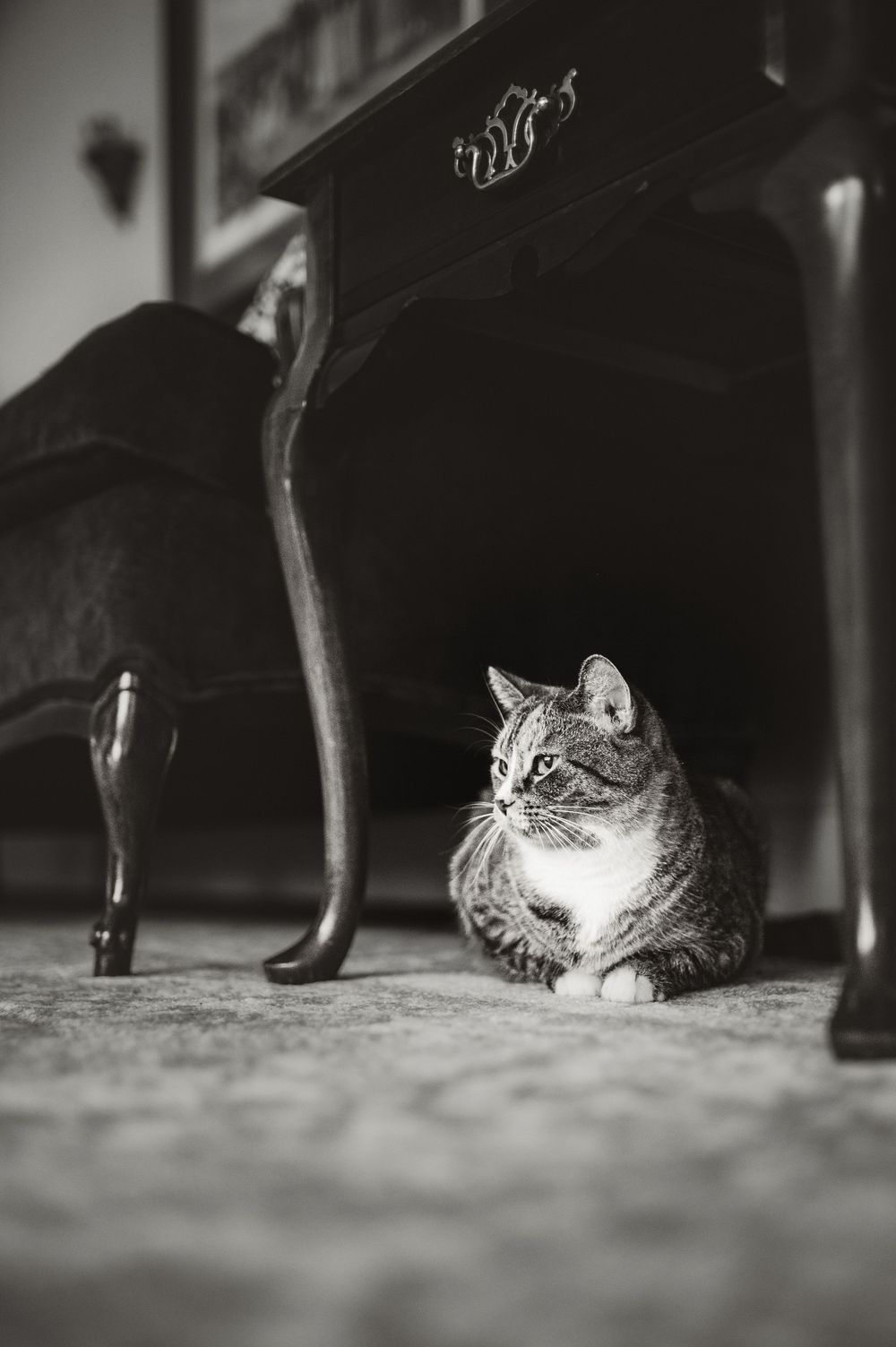A tabby cat rests beneath antique furniture in a black and white artistic photograph.