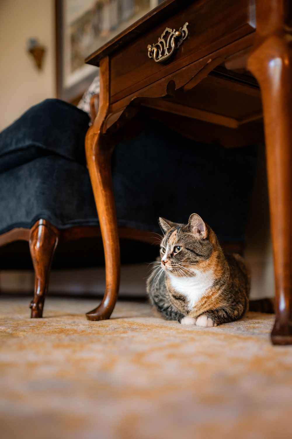 A tabby cat rests on a carpeted floor beneath an antique wooden table with curved Queen Anne style legs.