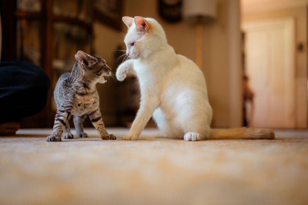 A white cat and tabby kitten interact playfully on a wooden floor in warm indoor lighting.