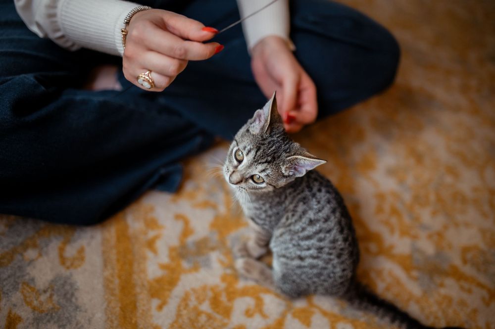 A gray tabby kitten sits on an orange carpet while hands reach down to pet its fur.