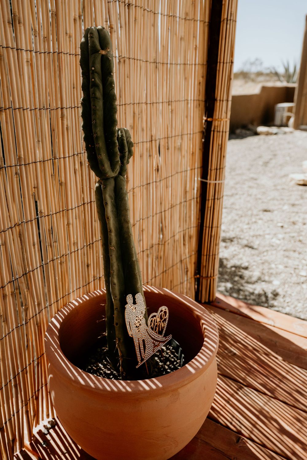 Desert wedding decor with cactus in terracotta pot against bamboo screen.
