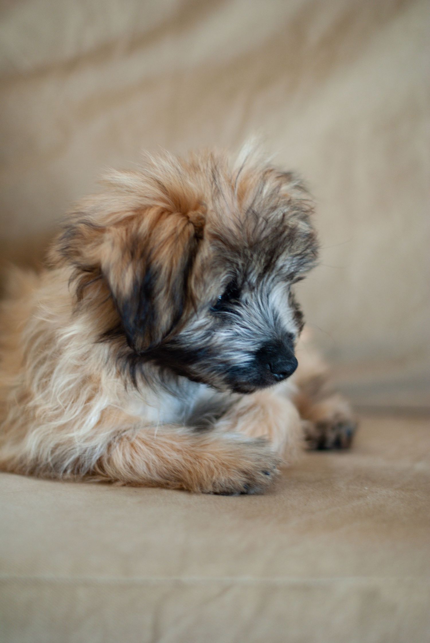 dog portrait in natural light