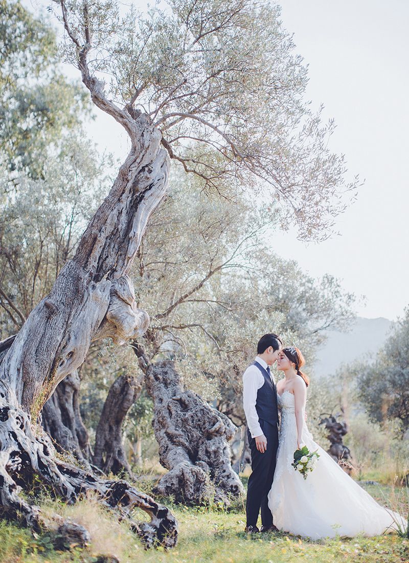 mediterranean landscape
olive trees
destination photography