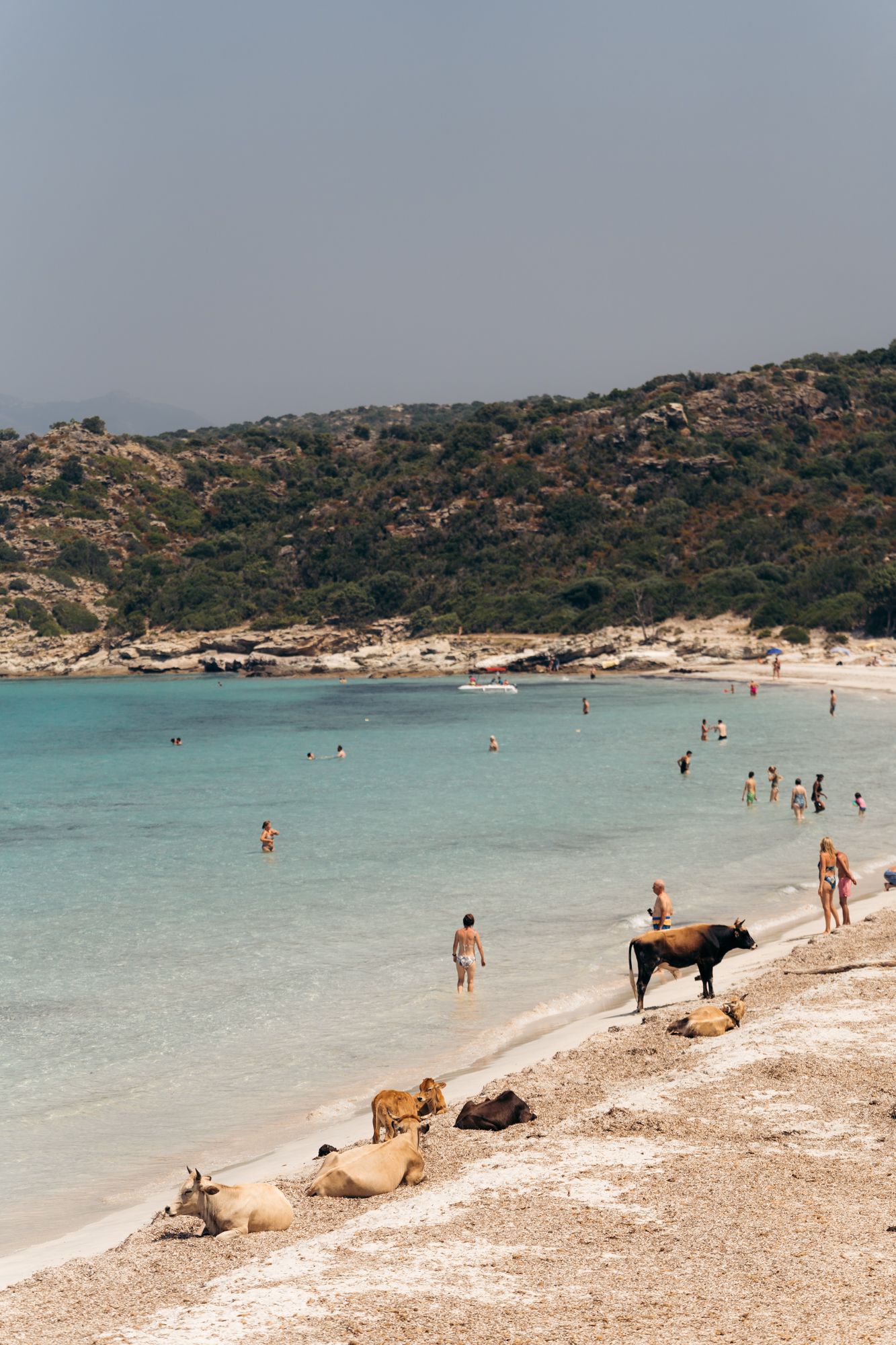 plage du lotu avec des baigneurs et des vaches sur la plage au sable blanc