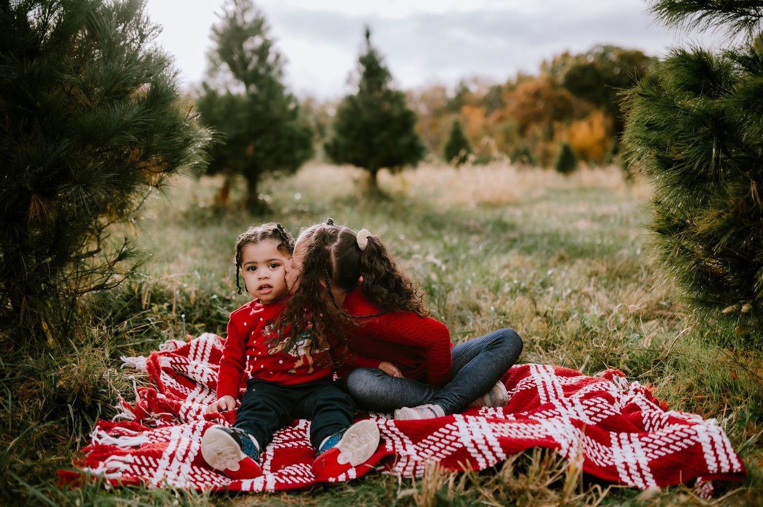 A red and white checkered blanket spread out on grass with evergreen trees in the background during autumn.