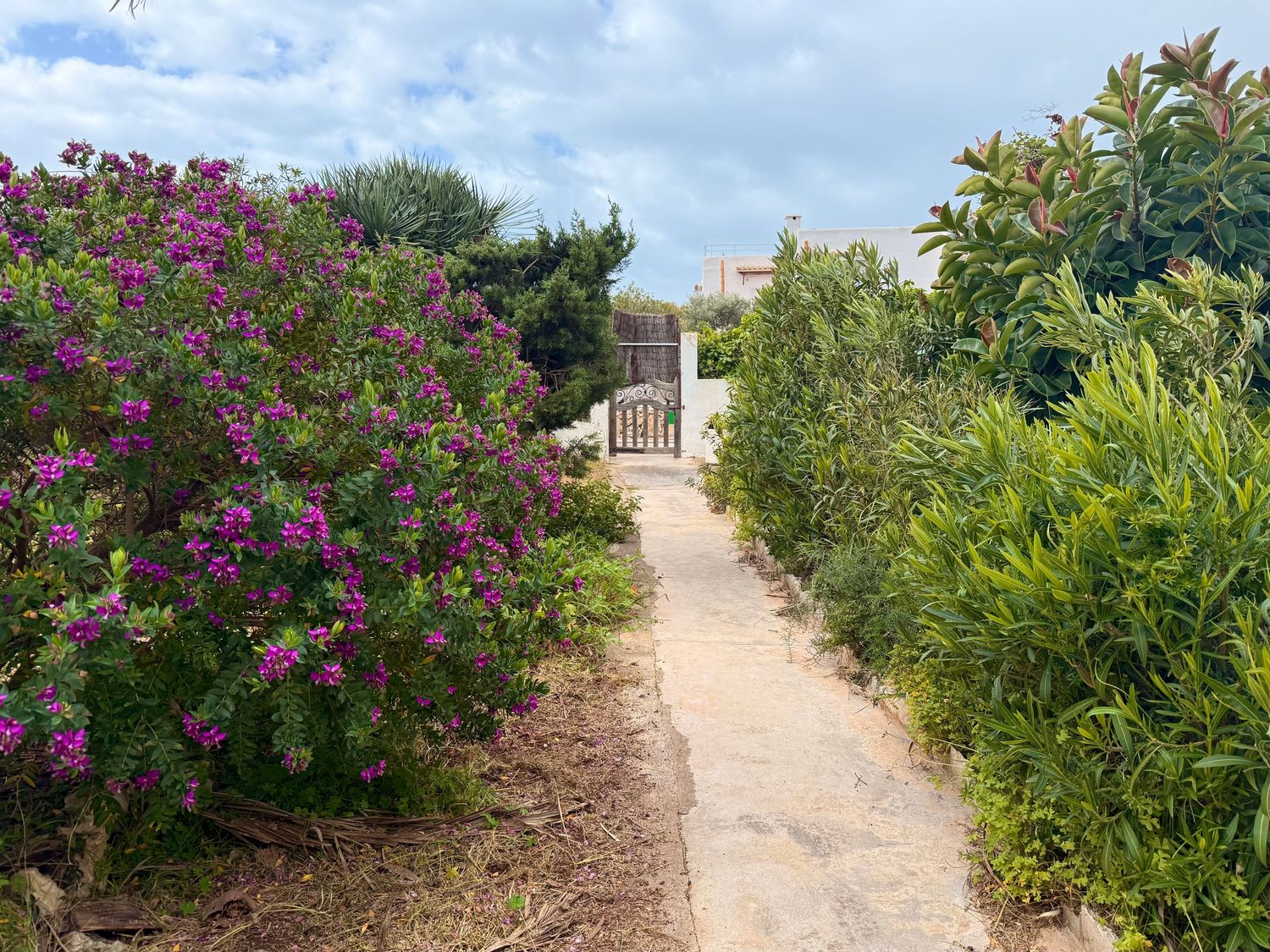 A garden path lined with vibrant purple flowers and lush green foliage, leading to a charming residential area.