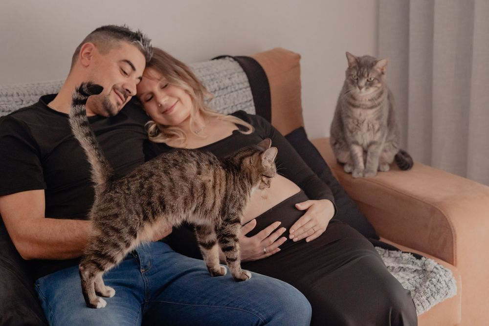 A series of images showing a grey tabby cat relaxing and cuddling with someone on a couch in warm, cozy lighting.