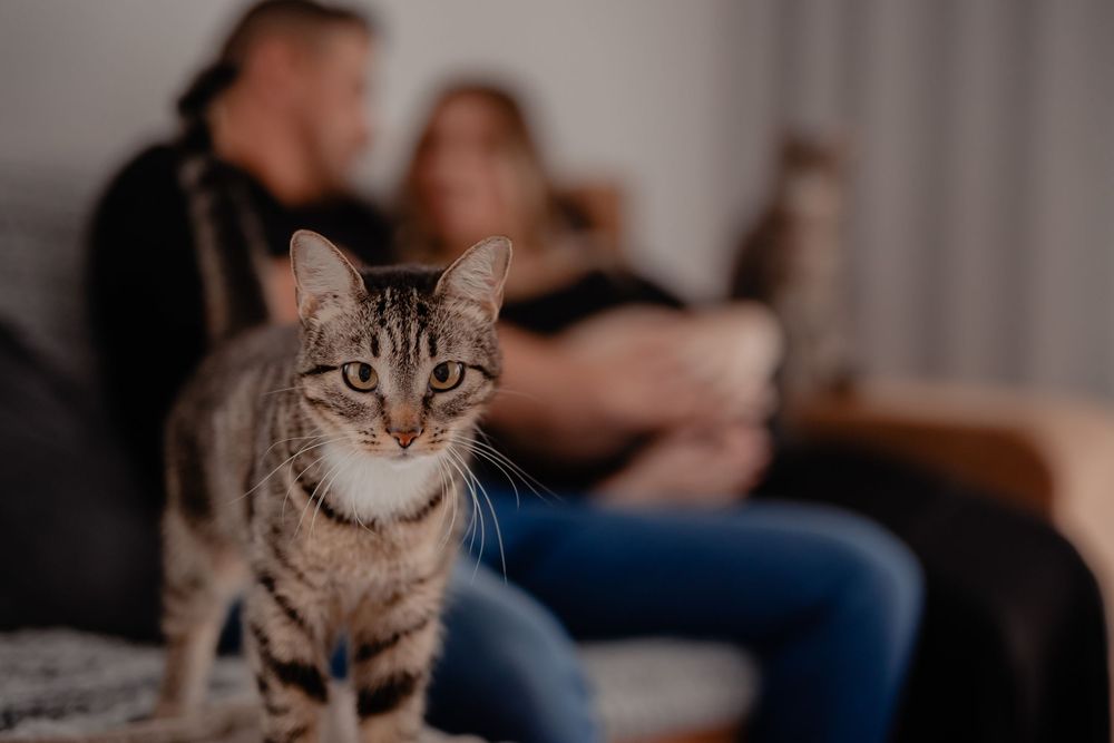 A tabby cat stands in focus while people relax on a couch in the blurred background.