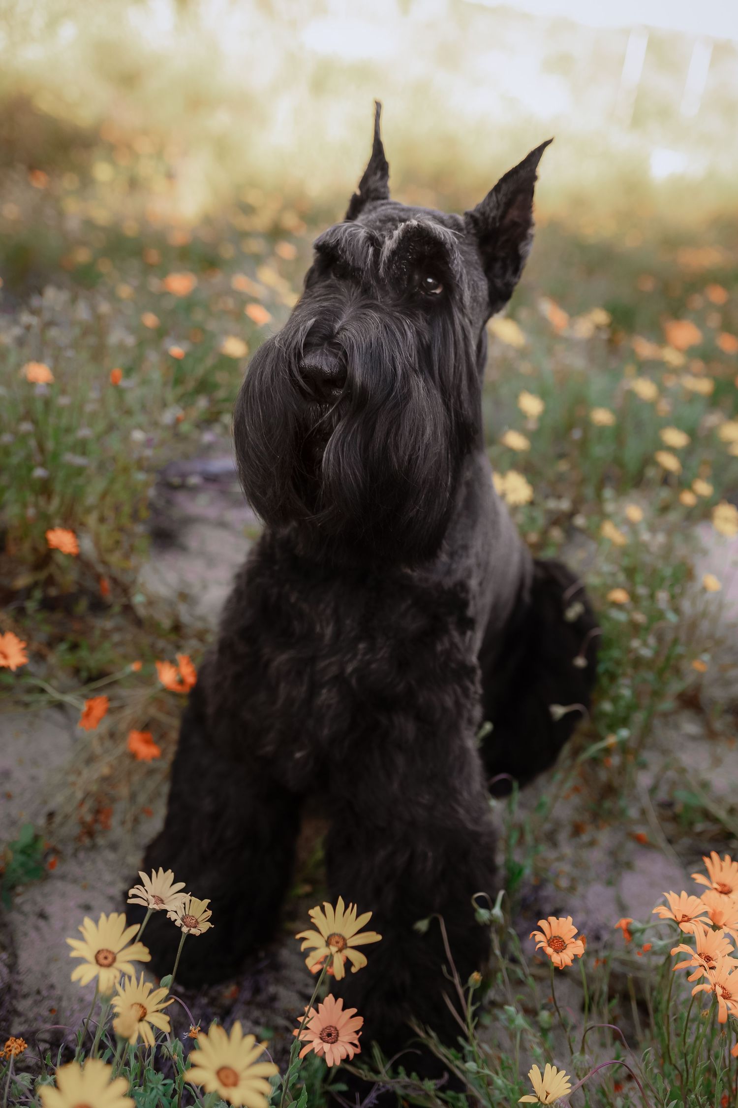 A black Giant Schnauzer dog sits alertly among yellow and orange flowers in an autumn garden setting.