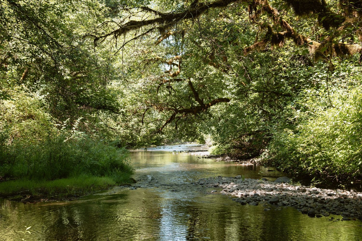 Serene creek flowing through lush green forest with sunlight filtering through the canopy.