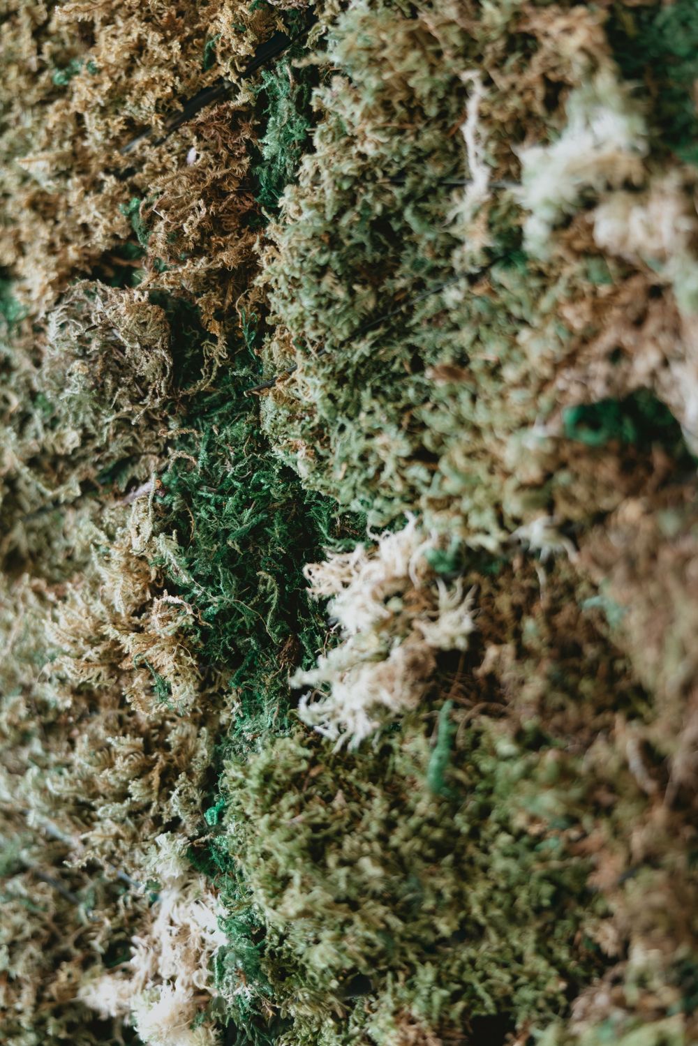 Close-up macro photograph of green and brown moss or lichen texture showing intricate natural patterns and growth.