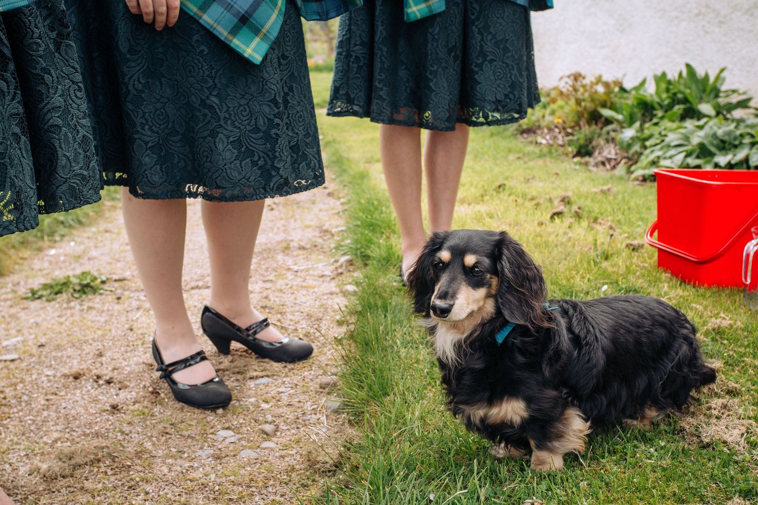 Small black and brown dachshund puppy sitting in grass next to someone wearing a dark dress.