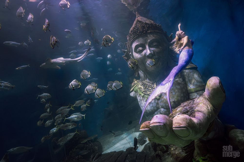 Multiple scuba divers swim through crystal clear blue waters alongside colorful fish and marine life.