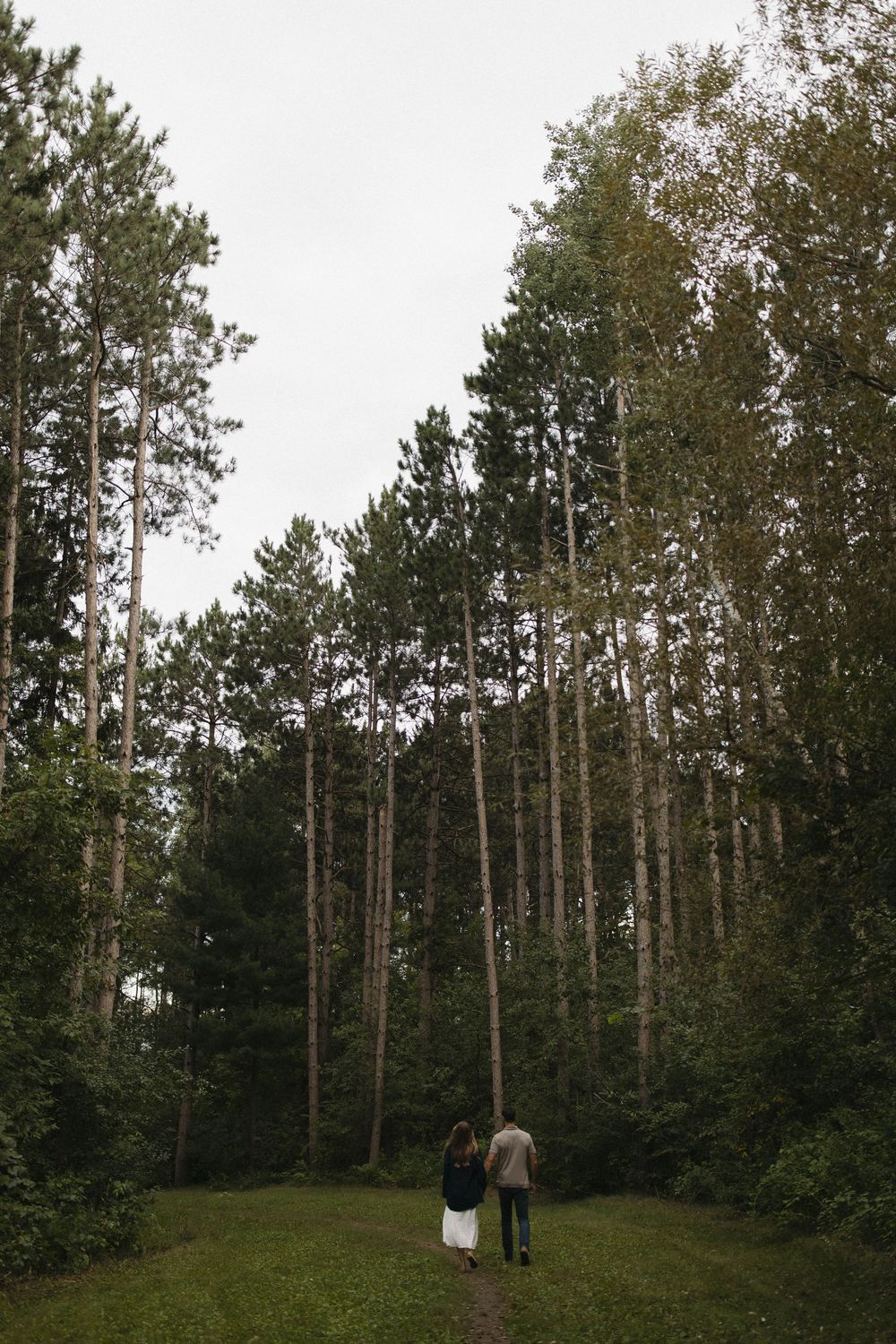 A serene forest clearing surrounded by tall pine and birch trees.