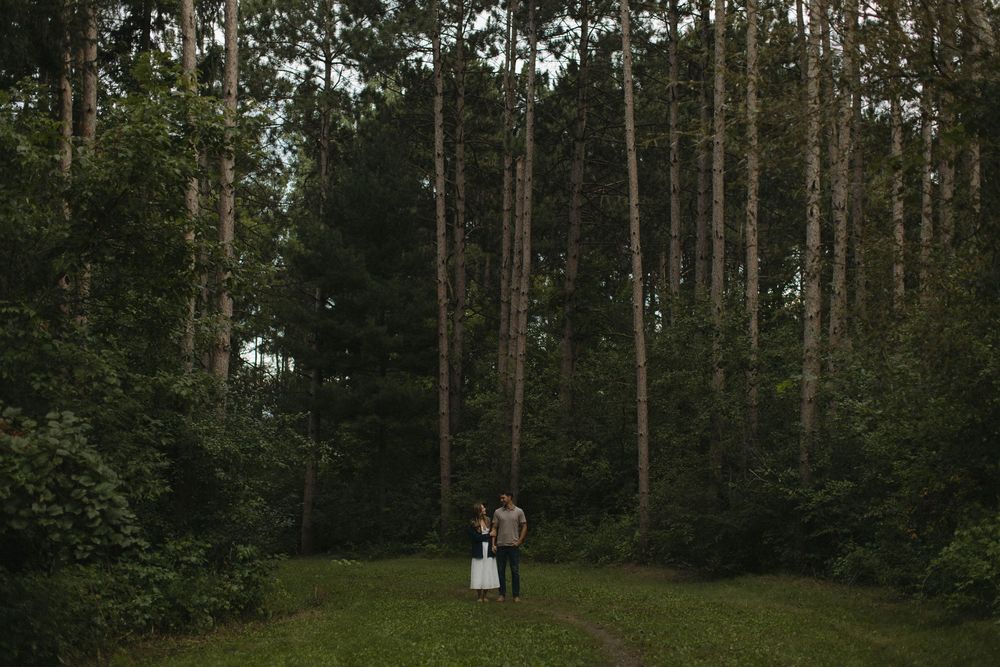 A wooded path through a grove of tall pine trees on a cloudy day.