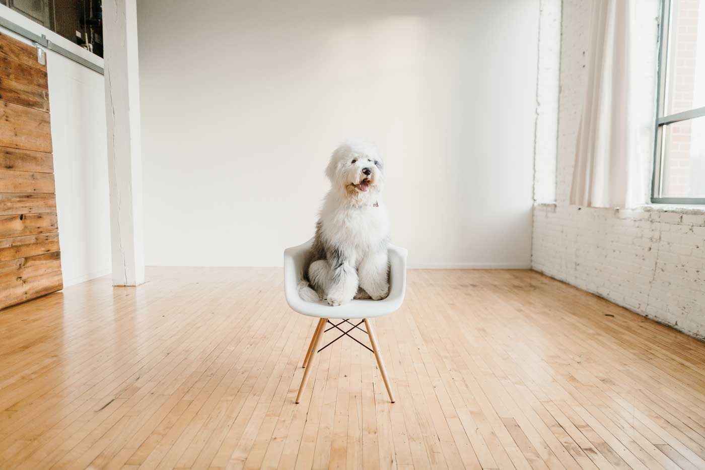 A white fluffy dog sits alone on a modern Eames-style chair in a minimalist room with wooden floors.