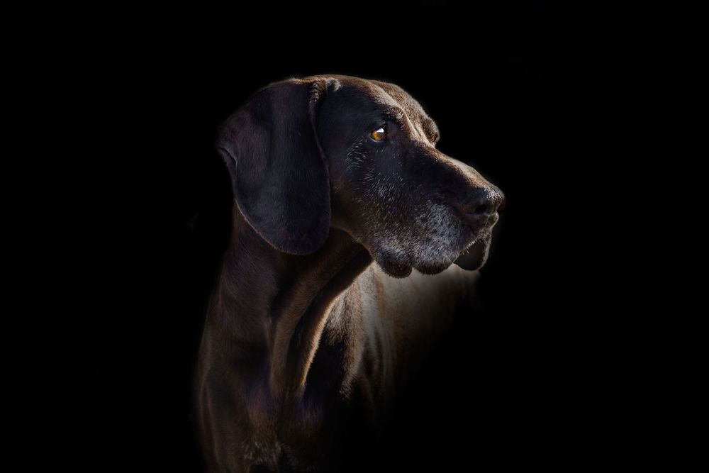 A dramatic side profile portrait of a Great Dane dog with sleek dark coat against black background.