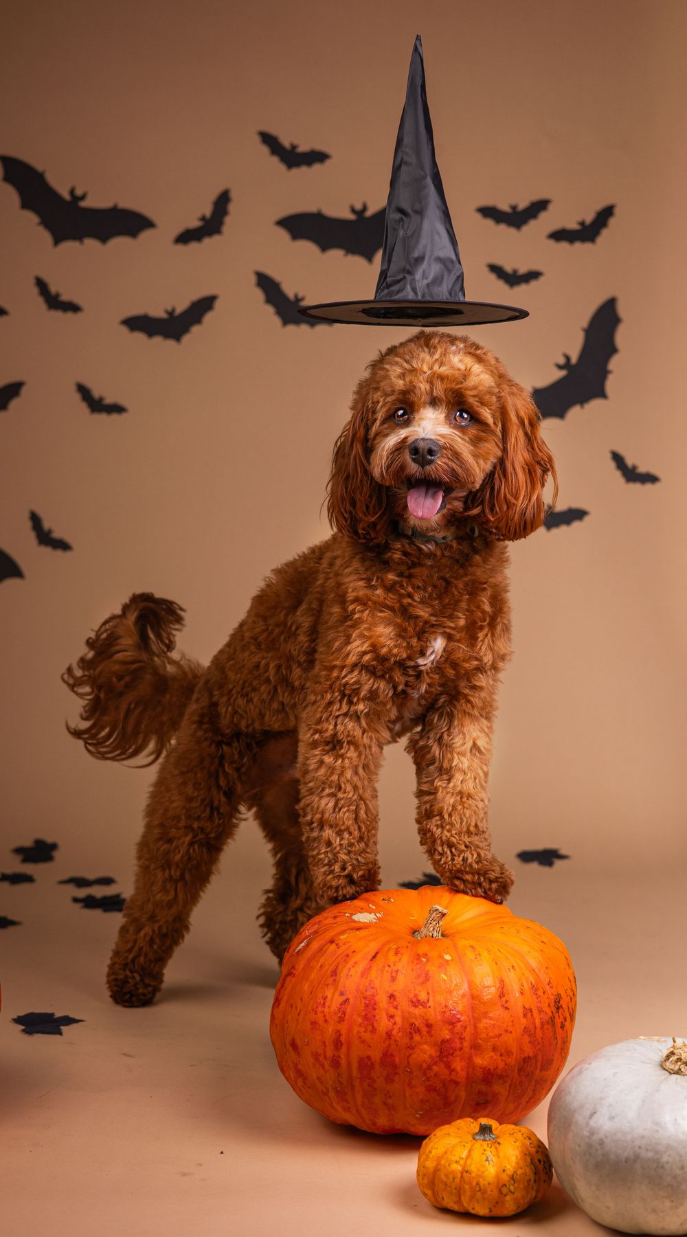 Cute brown Goldendoodle dog wearing witch hat stands on pumpkin with Halloween bats in background.