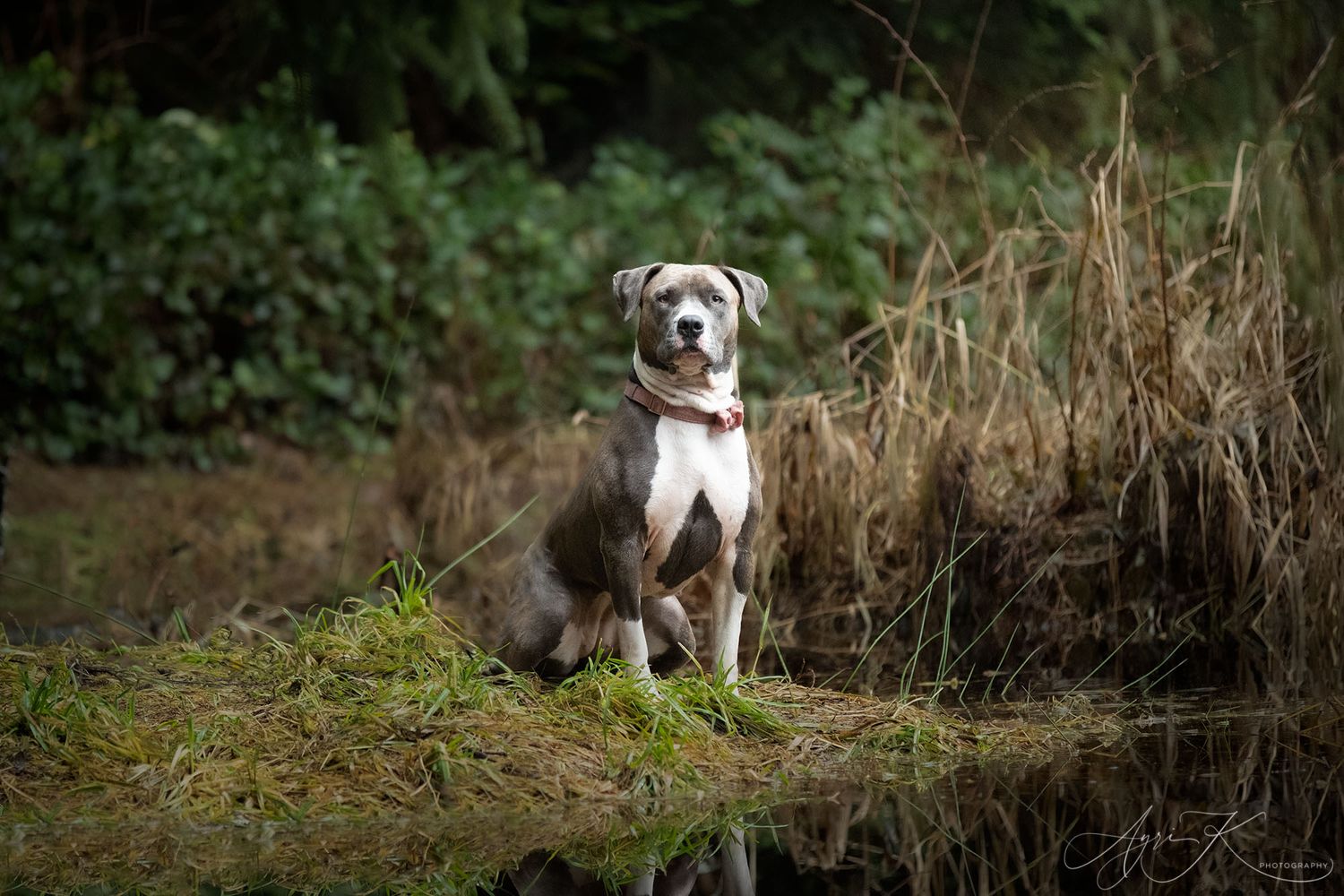 dog at a pond Horse Dog Pet Photographer